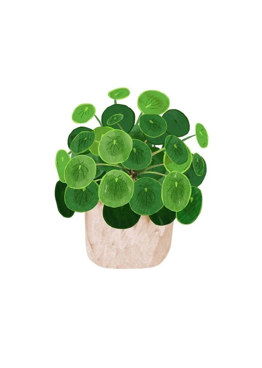 Planta